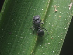 Cataulacus granulatus