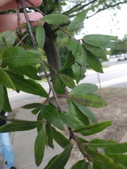 Quercus