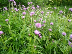 Cirsium heterophyllum