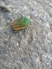 Cotinis nitida