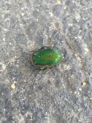 Cotinis nitida