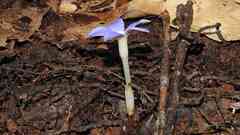 Voyria caerulea