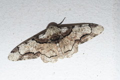 Biston regalis