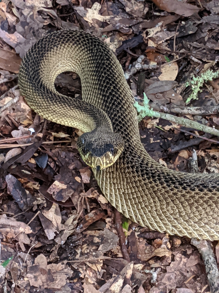 Eastern Diamond-backed Rattlesnake