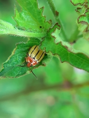 Kuschelina tenuilineata