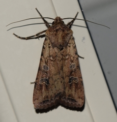Euxoa ochrogaster