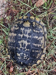 Trachemys scripta image