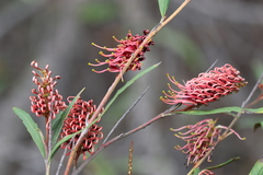 Grevillea longifolia