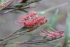 Grevillea longifolia