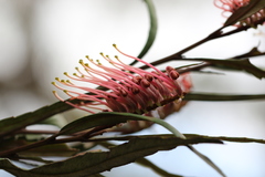 Grevillea longifolia