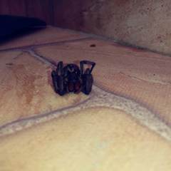 Lycosa erythrognatha