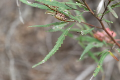 Grevillea longifolia