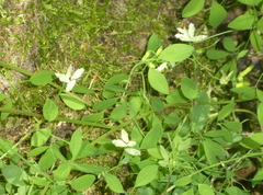 Ceratocapnos claviculata