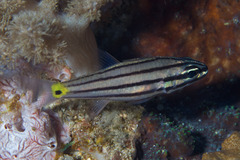 Cheilodipterus isostigma