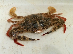 Achelous spinimanus