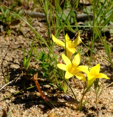 Romulea citrina