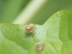 Salticidae
