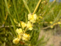 Acacia mucronata longifolia