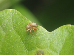 Salticidae