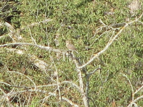 Red-backed Shrike