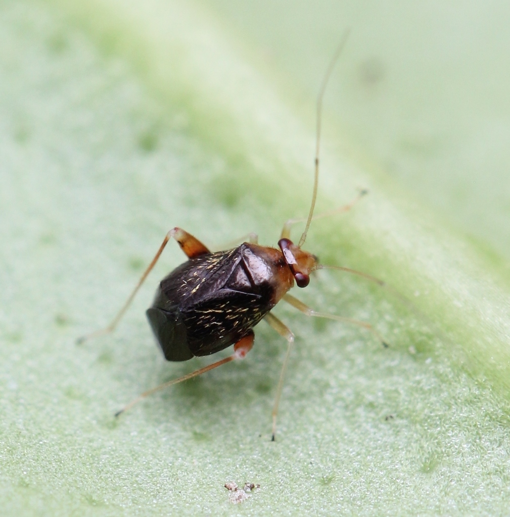Halticus luteicollis