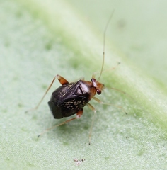 Halticus luteicollis