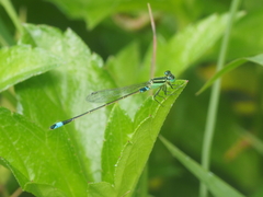 Ischnura senegalensis