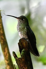 Taphrospilus hypostictus