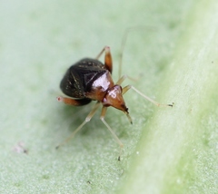 Halticus luteicollis