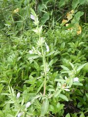 Hygrophila