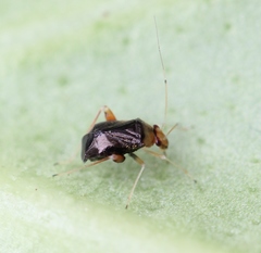 Halticus luteicollis