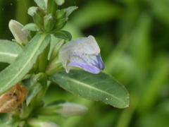 Hygrophila