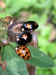 Harmonia axyridis