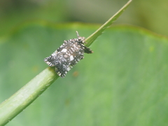Lophopinae
