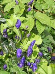 Aconitum delphiniifolium