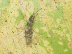 Acrididae