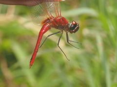 Urothemis signata
