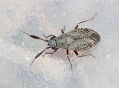Heterocordylus