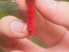 Urothemis signata