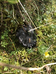 Craterellus cornucopioides