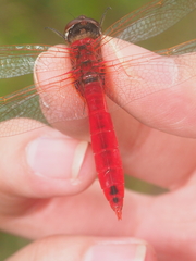 Urothemis signata