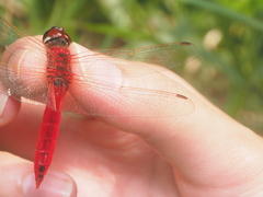 Urothemis signata