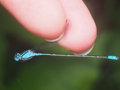Pseudagrion nigrofasciatum