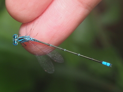 Pseudagrion nigrofasciatum