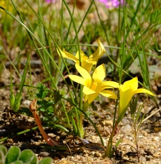Romulea citrina