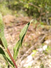 Centaurea decipiens