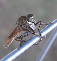 Machimus snowii