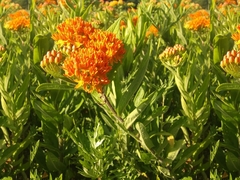 Asclepias tuberosa