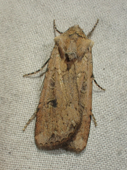 Euxoa ochrogaster