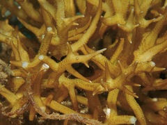Seriatopora hystrix image